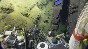Media type: image;   Invertebrate Zoology 153113 Description: live specimen;